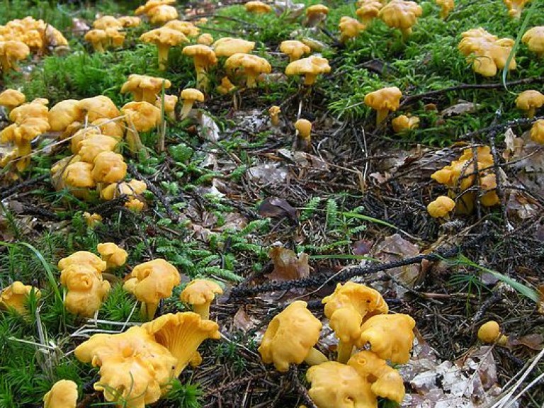 Лисички могут заменить таблетки от гельминтов — медики