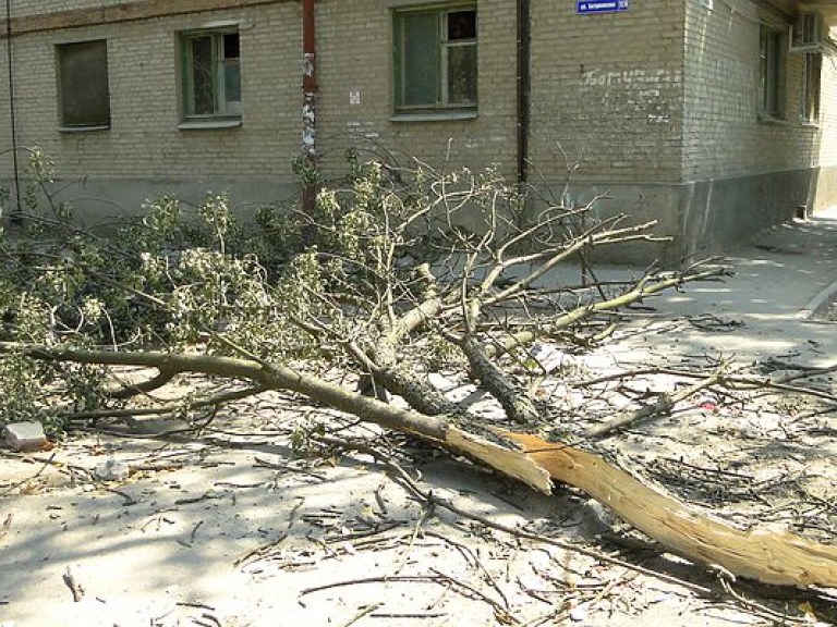 В Одессе дерево упало на маршрутку с пассажирами (ФОТО)