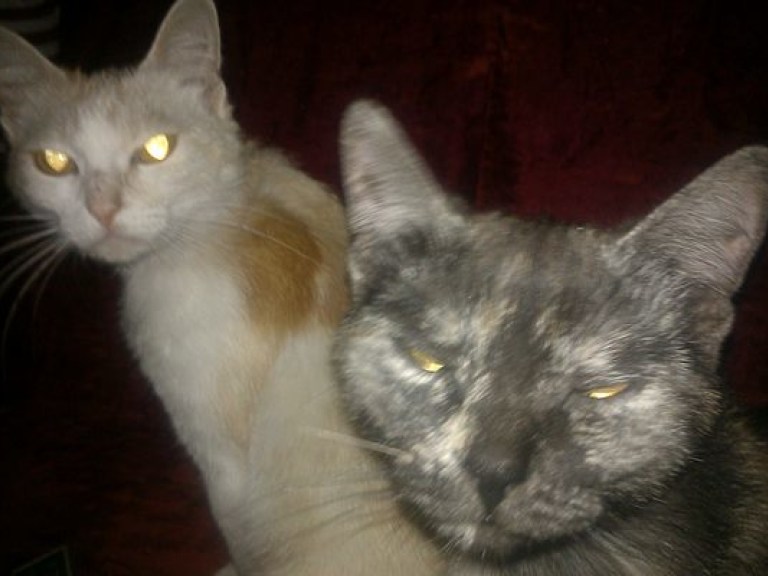 В Госдуме РФ предлагают ограничить количество кошек в квартирах