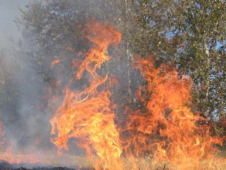 В Киевской области спасатели пытаются ликвидировать лесной пожар на площади 19 га — ГСЧС