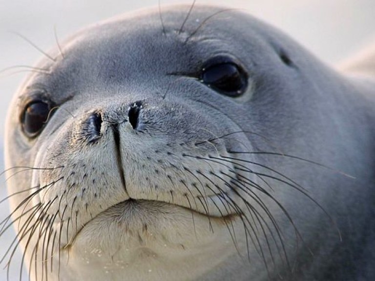 Австралийский фотограф запечатлел катание тюленя на спине кита (ФОТО)