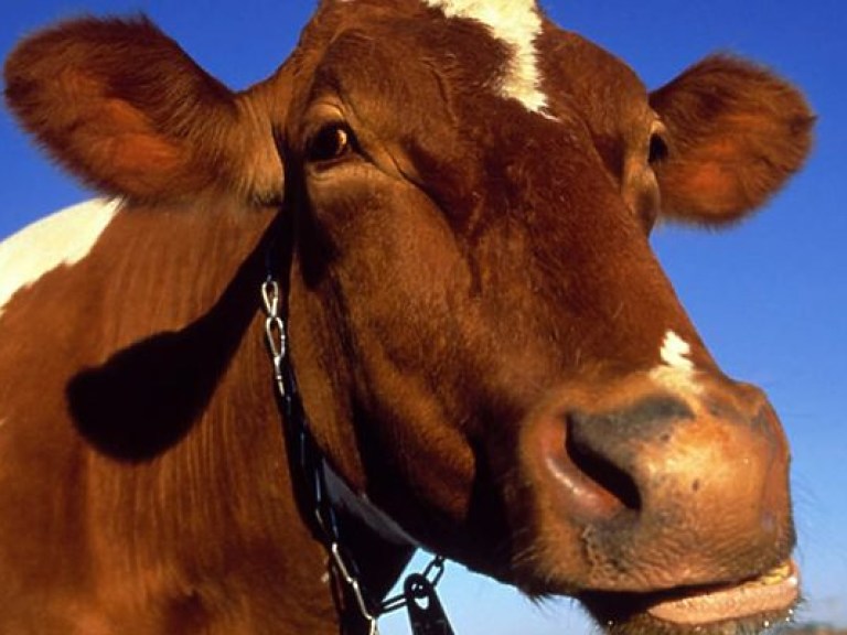 Агрессивная корова разбушевалась в центре Шостки на Сумщине, есть пострадавшие