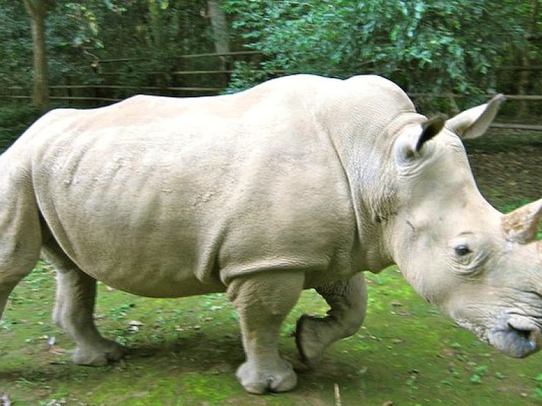 Чешские ученые верят в воссоздание северного белого носорога