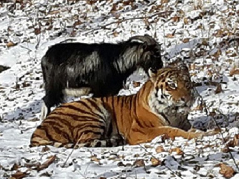 В российском зоопарке тигра Амура отселили от козла Тимура в другой вольер (ФОТО)