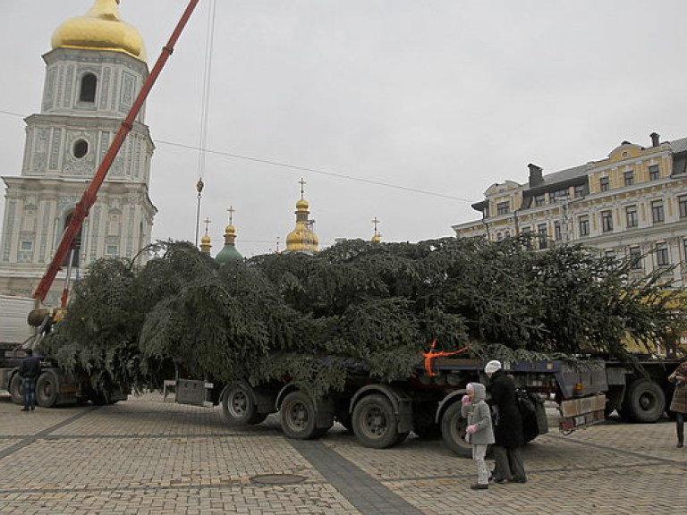 На Софийскую площадь в Киеве привезли главную елку страны (ФОТО)