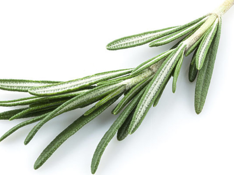 Аромат розмарина улучшает память &#8212; ученые