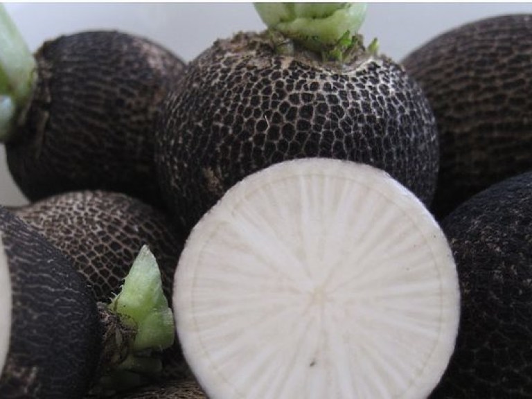 Диетолог: Черная редька содержит лизоцим и омолаживает организм