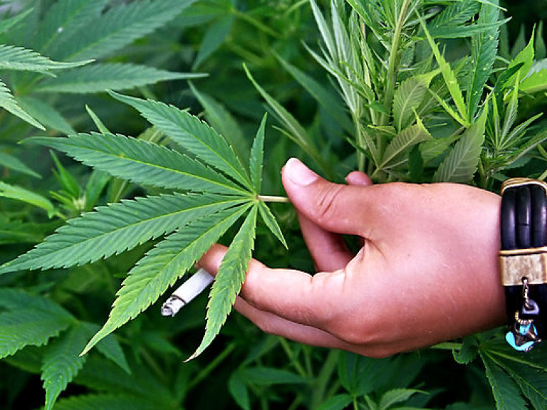 В США ортодоксальные раввины одобрили медицинское применение марихуаны