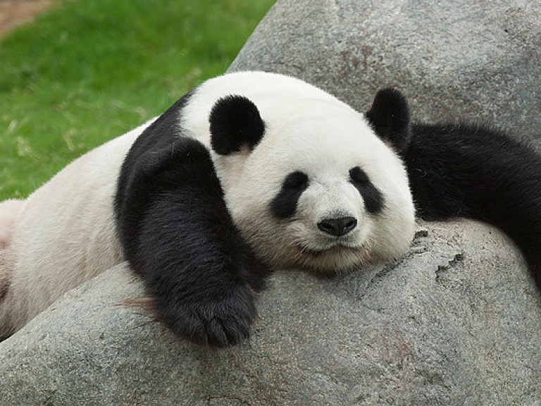 В Китае вдвое увеличилось поголовье панд