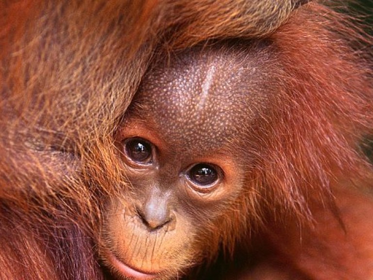 Скучающий по маме малыш-орангутанг растрогал сердца сотни тысяч пользователей Интернет (ВИДЕО)