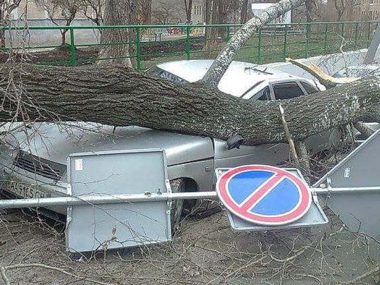 В Киеве припаркованные иномарки раздавило деревом (ФОТО)