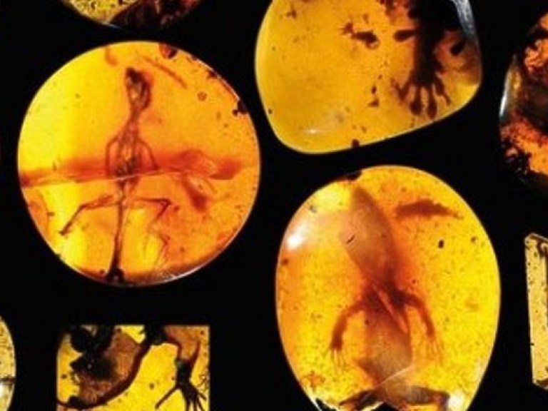 Ученые обнаружили древнейших ящериц, застывших в янтаре 99 млн лет назад (ФОТО)