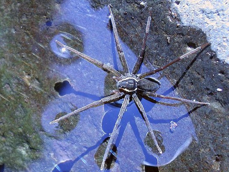 Ученые открыли новый вид паука (ФОТО)