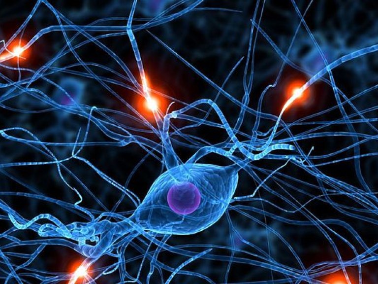Нервные клетки «восстанавливаются» для сохранения памяти — исследование (ФОТО)