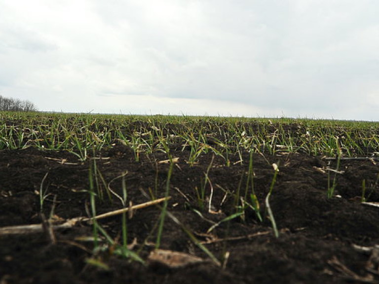 В Украине на 10 млн га госземли незаконно выращивается зерно – эксперт