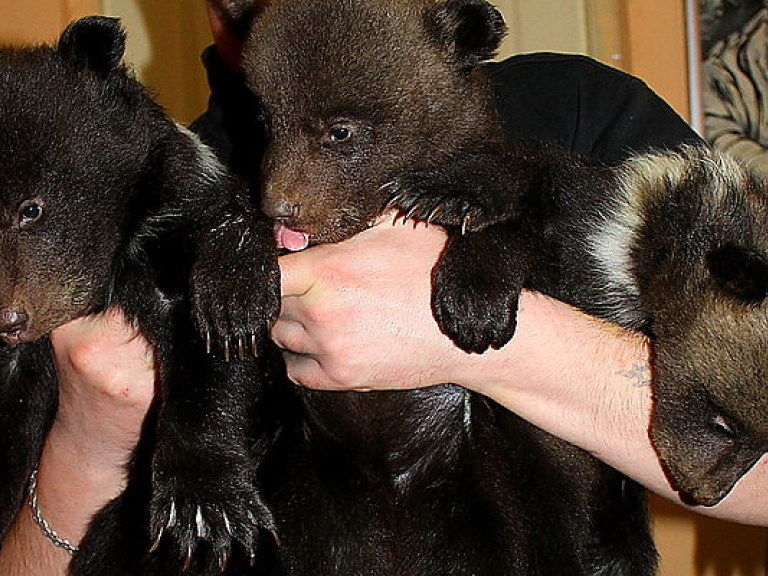 В Харьковском зоопарке родились три медвежонка (ФОТО)