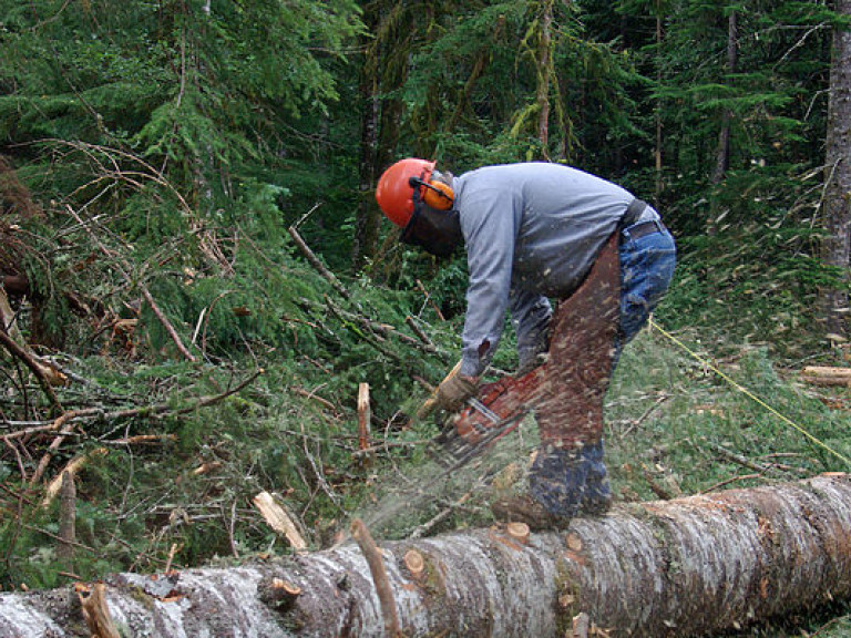 Кабмин запретил санитарную вырубку деревьев в природных заповедниках и памятниках природы
