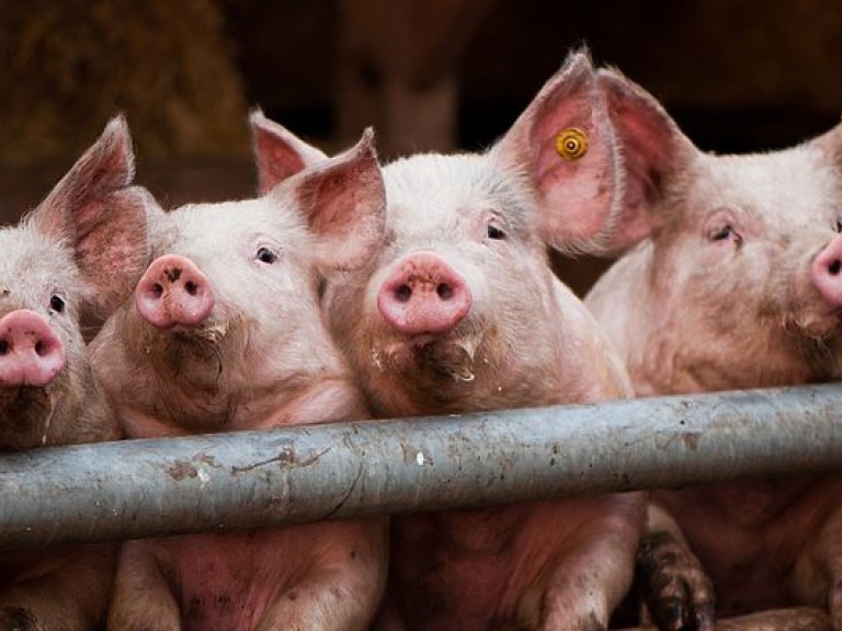 Госсанэпидслужба запретила торговать свининой в Александрии Кировоградской области