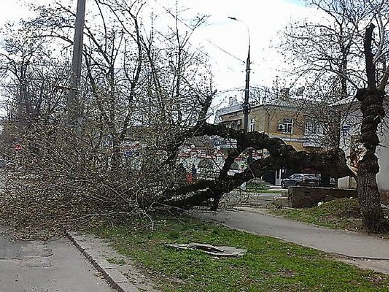 В Николаевской области сильный ветер валил деревья и билборды (ФОТО)