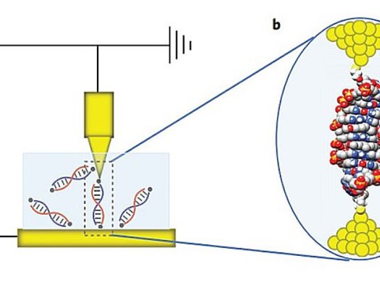 Химики создали из ДНК самый маленький в мире диод (ФОТО)