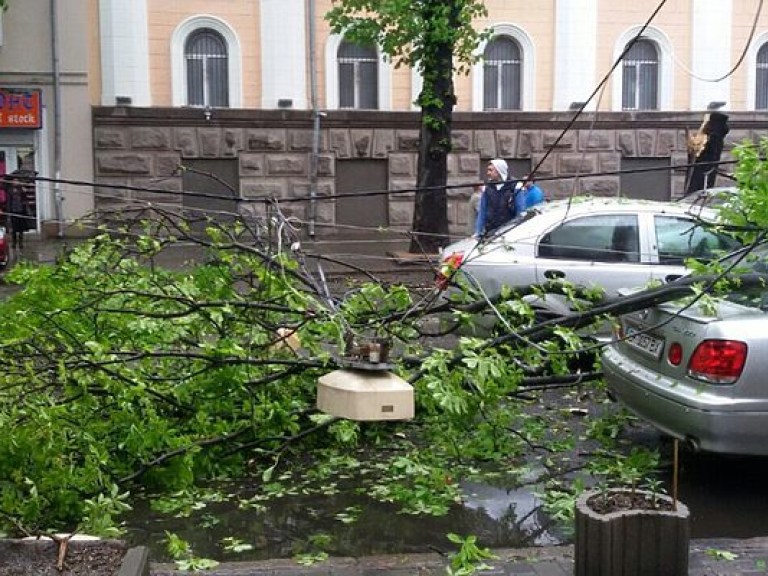 В Одессе из-за сильного ветра ветка упала прямо на проезжую часть (ФОТО)