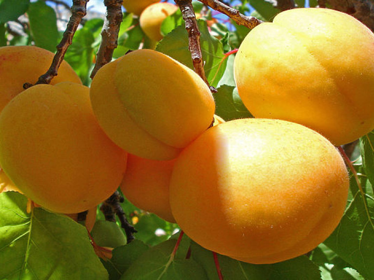 Из-за апрельских заморозков утрачена треть урожая абрикос и персиков на Западной Украине &#8212; эксперт