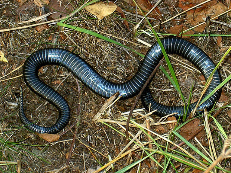 В Херсонской области гадюка укусила мальчика