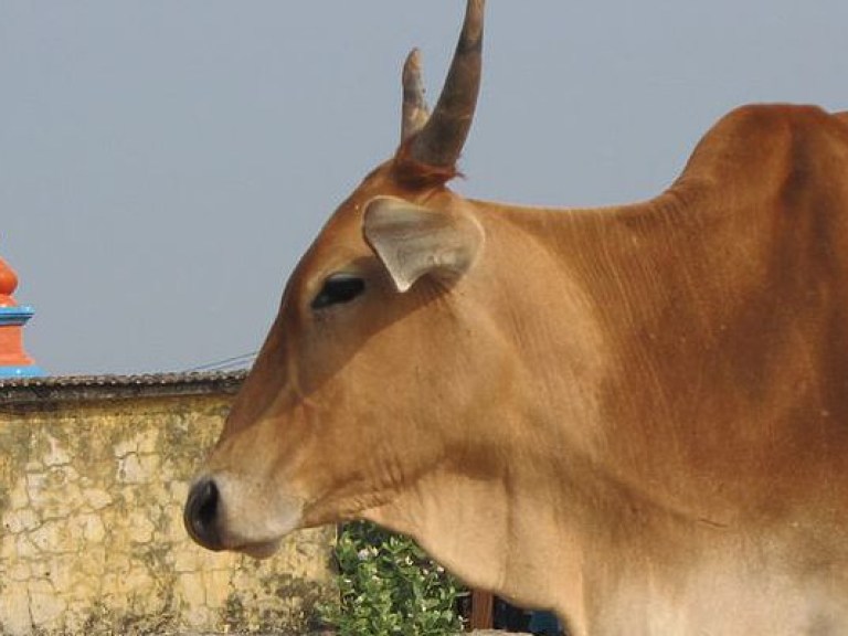 В Индии корова произвела на свет двуглавого мутанта (ВИДЕО)