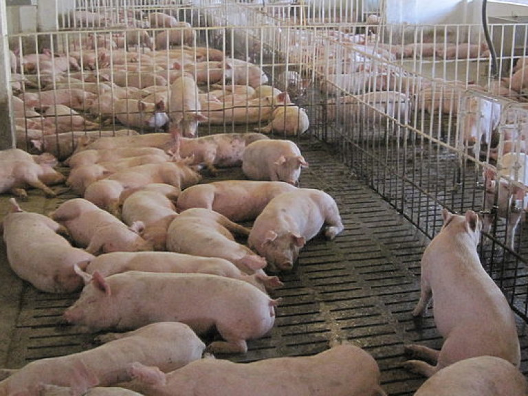 Беларусь ограничила ввоз украинской свинины
