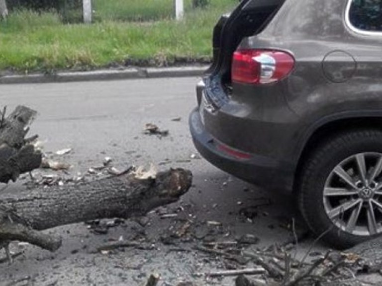 В Житомире в результате падения дерева на автомобиль пострадал человек (ФОТО)