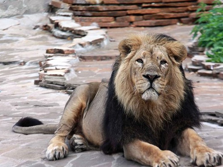 В Индии пьяный проник в вольер со львами с желанием пожать лапу зверю (ВИДЕО)