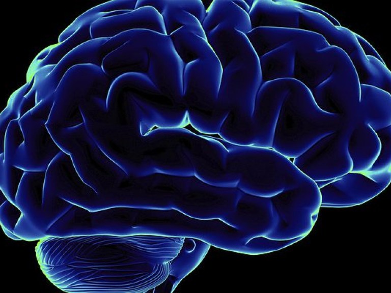 Ученые Индии и США попытаются регенерировать мертвый мозг