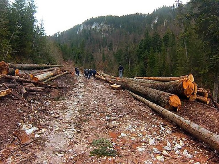 Австрийская компания Holzindustrie Schweighofer разрабатывает цифровую систему для борьбы с незаконной вырубкой леса