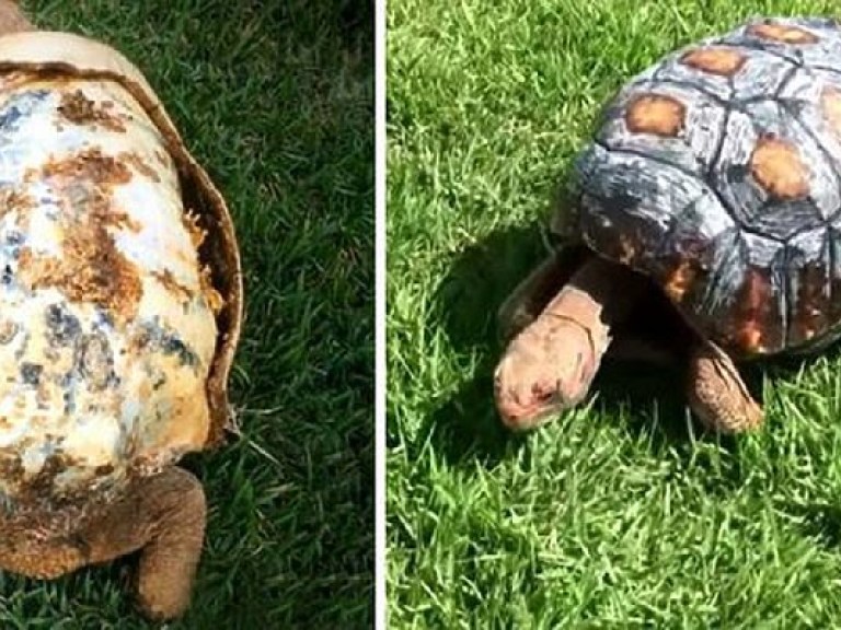 Новый панцирь для пострадавшей черепахи сделали на 3D-принтере