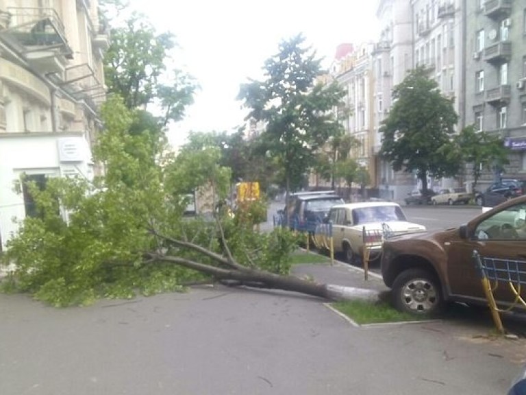 В Киеве на улице Саксаганского произошло ДТП, на тротуар было повалено дерево (ФОТО)