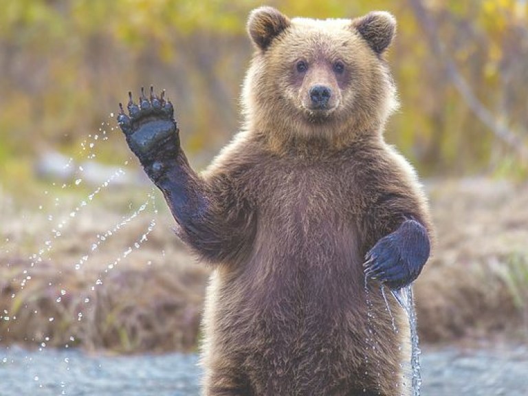 В Финляндии медведь сорвал крупные военные учения