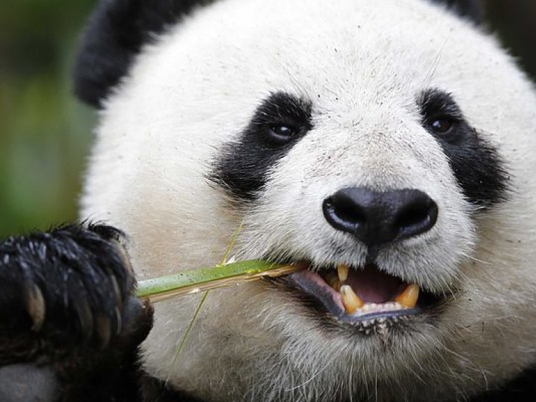 Огромная панда рухнула с дерева во время обеда (ВИДЕО)
