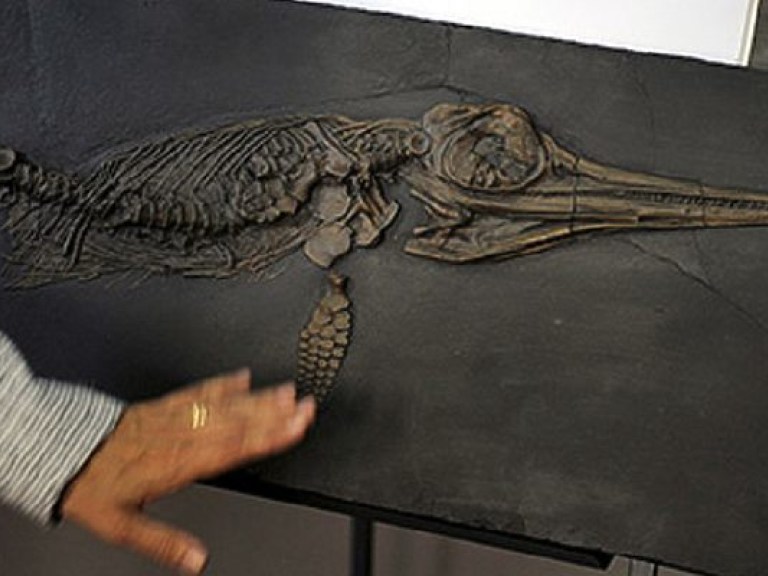 Рептилии завоевали океаны из-за изменения химического состава воды — палеонтологи (ФОТО)