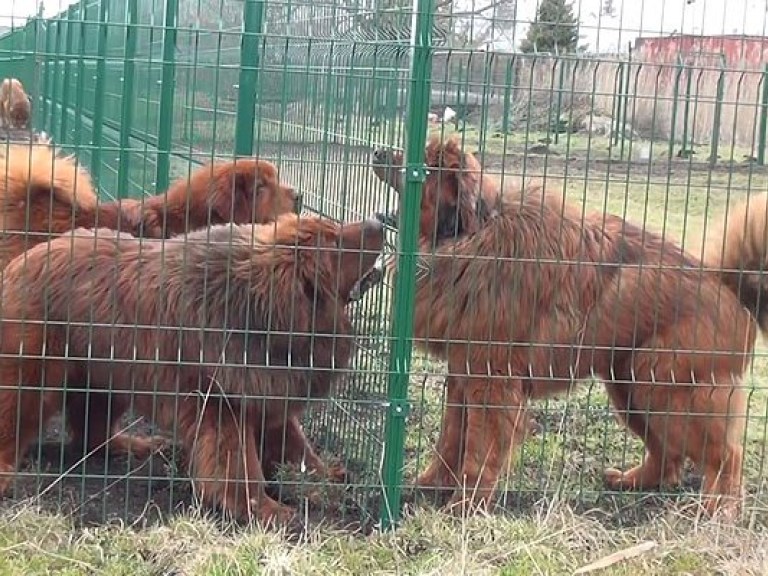 В Ровно проверят питомник для тибетских мастифов, из-за воя которых местные жители не могут спать по ночам (ФОТО)