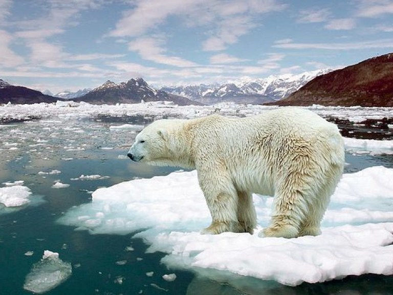 Ученые зафиксировали вымирание первого вида животных из-за глобального потепления (ФОТО)
