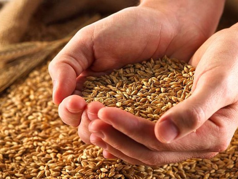 Минагрополитики увеличило прогноз экспорта зерна