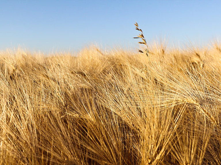 Урожайность зерновых в этом году ожидается на уровне 2015 года — эксперт