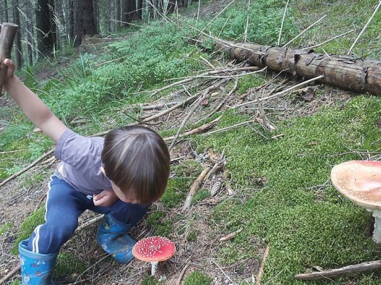 Под Киевом 5-летний мальчик потерялся в лесу, собирая грибы