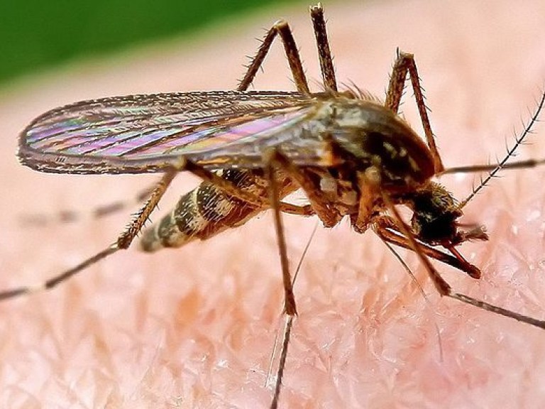 Врач: снять зуд от комариных укусов поможет «звездочка» или лист подорожника