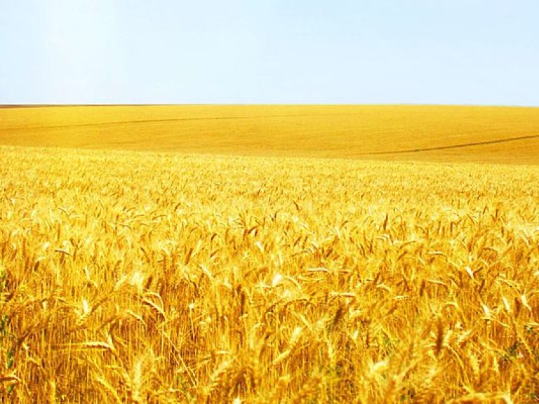 Украина увеличила втрое урожай пшеницы