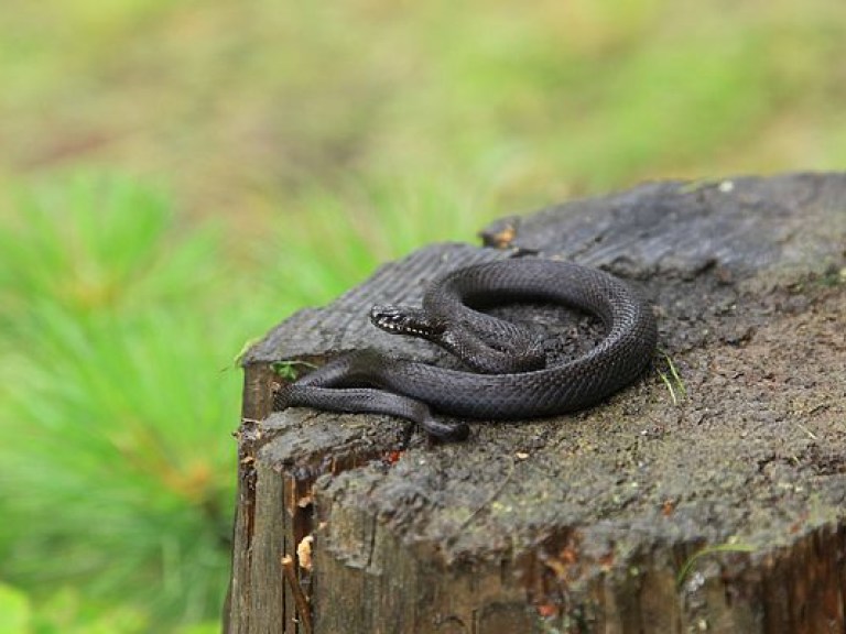 Змея атаковала ребенка в Ивано-Франковской области