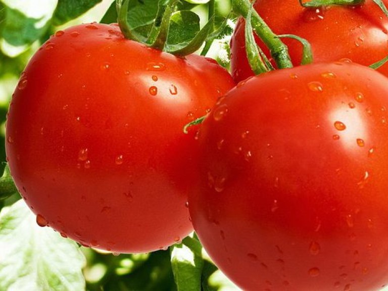 Обработанные медью помидоры нельзя есть недели три – агроном