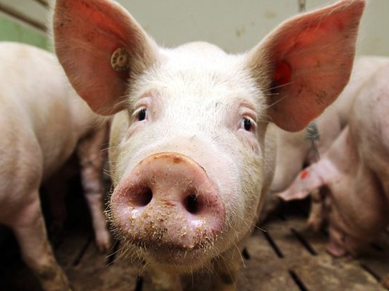 В июле в Сумской области зафиксирована вспышка африканской чумы свиней