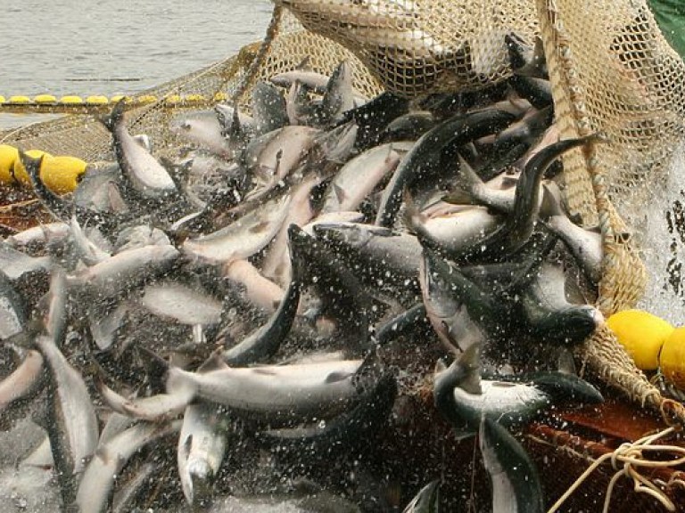 В Украине сократился вылов рыбы