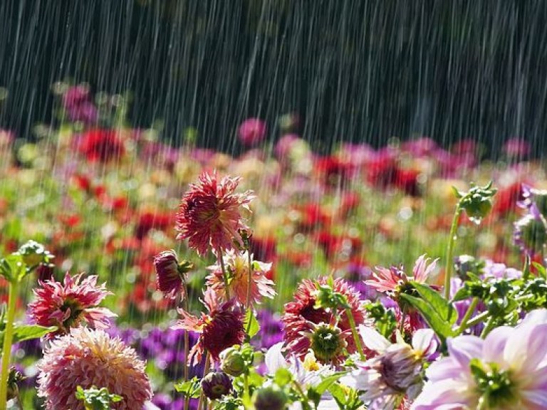 Синоптик: циклон принесет сильные дожди на север Украины